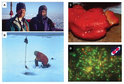 Exploring Marine Planktonic Archaea: Then and Now